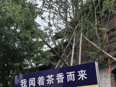 景点-大唐贡茶院