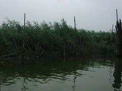 android_upload_pic-泗洪洪泽湖湿地景区