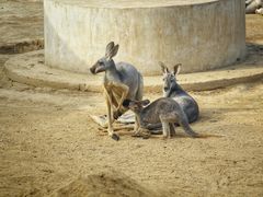 -石家庄市动物园
