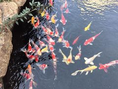 -紫荆广场·花漫里