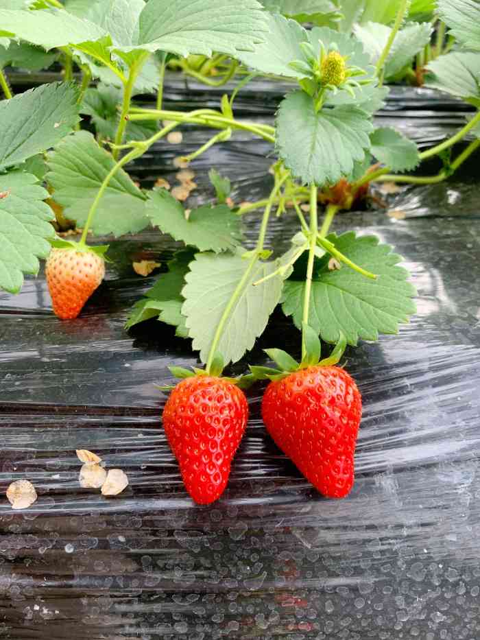 三圣乡高架草莓采摘园 