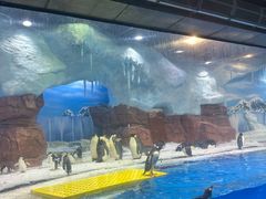 -海合安成都极地海洋公园