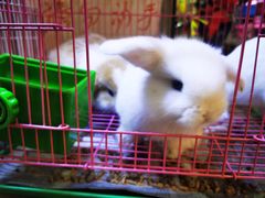 -双季花艺园艺市场(浦东店)