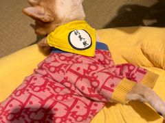 -逗柴咖啡屋·狗咖猫咖宠物桌游