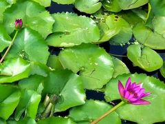 -芽庄大教堂