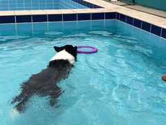 -趣玩宠物乐园寄养训犬训狗游泳池