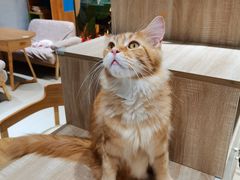 -藏猫猫咖啡主题馆(中央大道店)