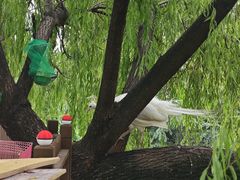 -J Create城市露营咖啡·简餐·宠物(上海动物园店)