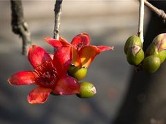 -广州中山纪念堂