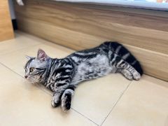 -喵宠乐园·撸猫互动·猫舍