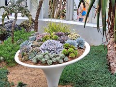-深圳仙湖植物园