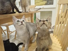 -楼上猫咖(罗湖店)