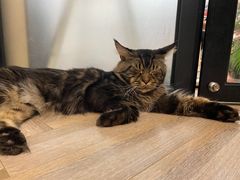 -酷豆宠物咖啡·宠物美食·撸猫馆