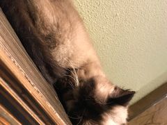 -more than meow吴止猫主题餐厅(承德 中船汇店)