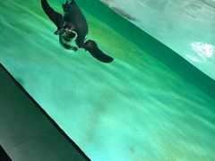 -北戴河圣蓝海洋公园