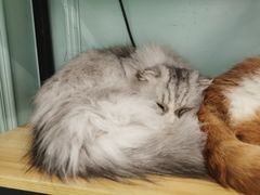 -安格丽娜·狗咖·猫咖羊驼咖(春熙路百盛商场店)