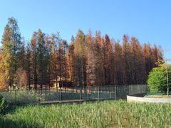 -森波拉奇妙世界