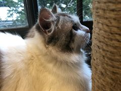 -more than meow吴止猫主题餐厅(承德 中船汇店)