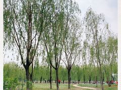 -东坝千亩湖公园