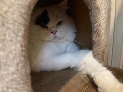 -猫小院猫主题咖啡厅(北锣店)