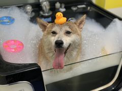 -宠颐生宠物医院·心肾内科·猫专科诊疗中心宠巢店