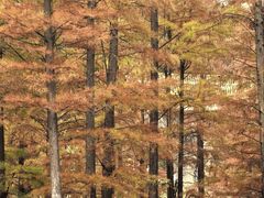 -白鹭湾湿地公园