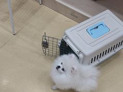 -芭比堂动物医院·犬猫全科·异宠专科(雁塔分院)