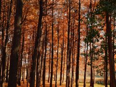 -上海共青森林公园