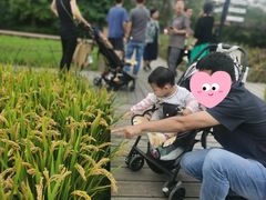 -溱湖国家湿地公园