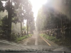 -武陵山森林公园