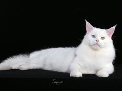 -超宠爱宠物摄影-Super pet