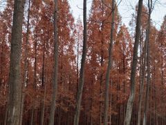 -黄海国家森林公园