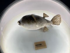 -陕西自然博物馆