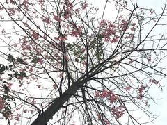 -广东花都香草世界旅游度假区