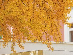 -三里屯东五街银杏大道