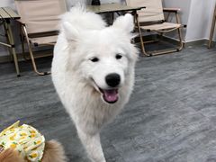 -汪说·狗咖(旺城大厦店)