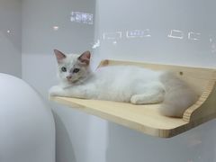 -BABYDOG宝贝狗宠物乐园(欧洲城店)