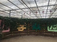 -上海都市菜园