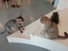 -飞行喵MR PILOT|猫舍·猫咖(静安大融城店)