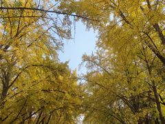 -三里屯东五街银杏大道