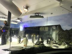 -悉尼海洋生物水族馆