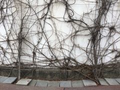 -鹦鹉洲湿地公园