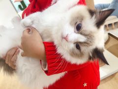 -1013 PET SHOP精品宠物商店(丁香店)