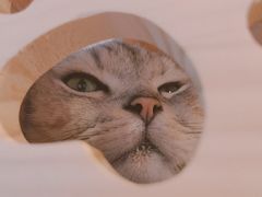 -猫咪派对(江南西店)