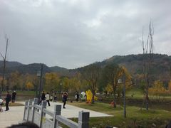-千年银杏谷文化旅游区
