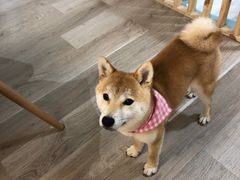 -柴迷FANS CLUB·柴犬狗咖·猫咖
