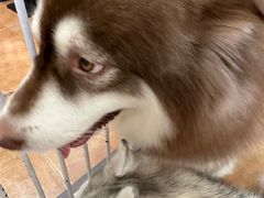 -Let's go狗咖·猫咖·奶狗·桌游(春熙路IFS店)