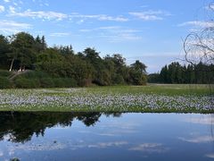 -白鹭湾湿地公园