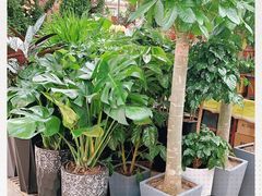 -秦美花卉(天朗·莱茵小城2期店)