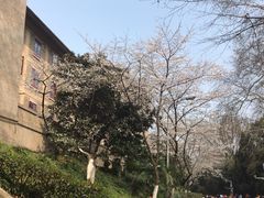 -武汉大学-樱园